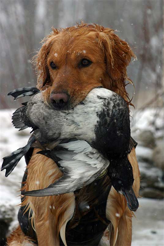 Golden Retriever