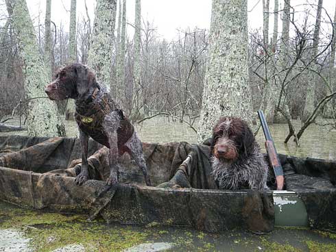 Hunting Dogs - Griff
