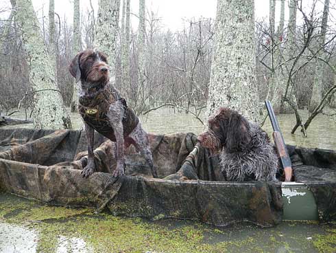 Hunting Dogs - Swamp
