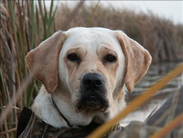 kennel heater for dogs